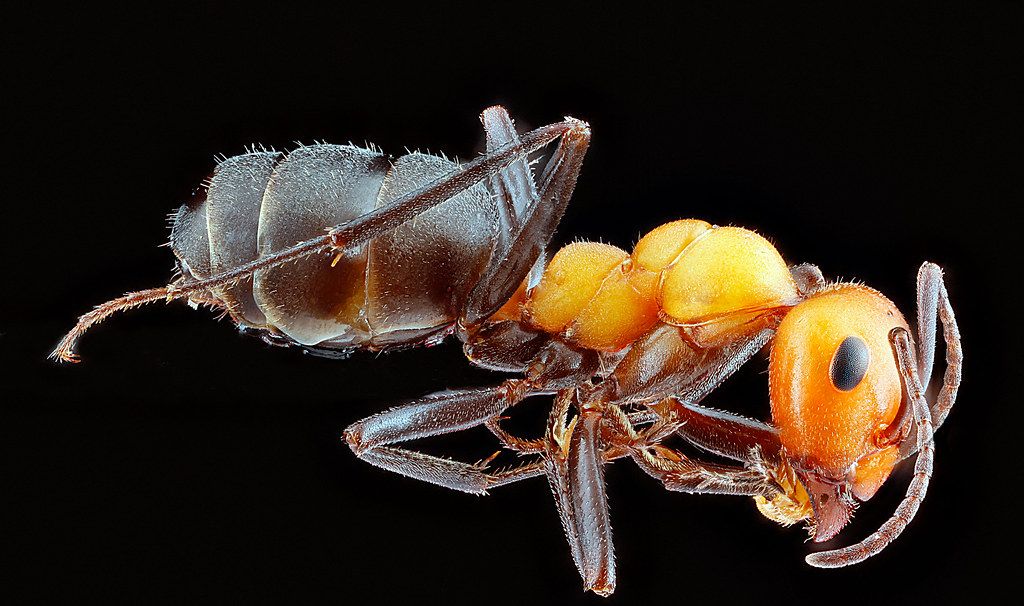 Ant Control service in St. George, UT