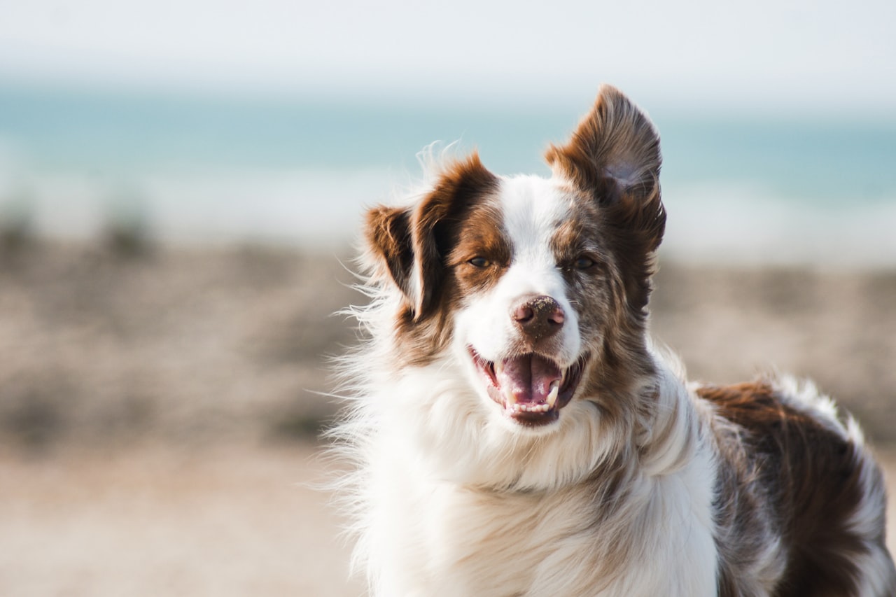 Flea & Tick Control service in St. George, UT