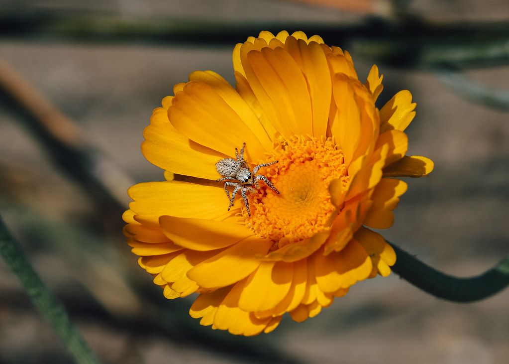 Spider Control service in St. George, UT